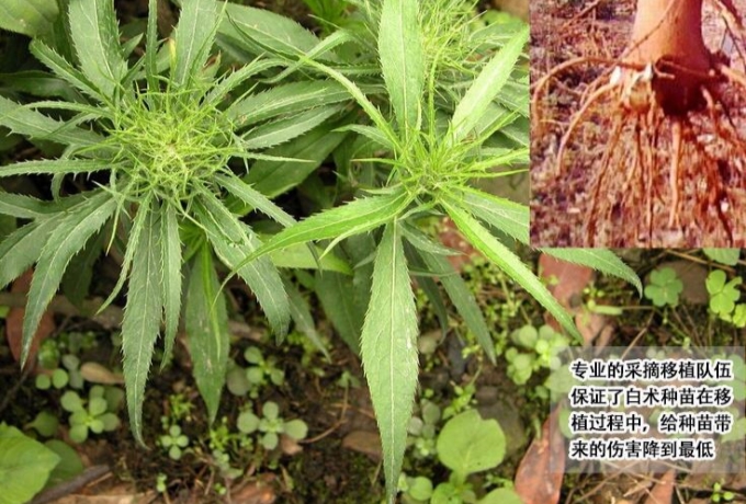 白术