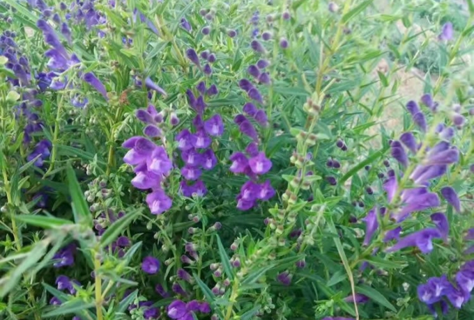 黄芩