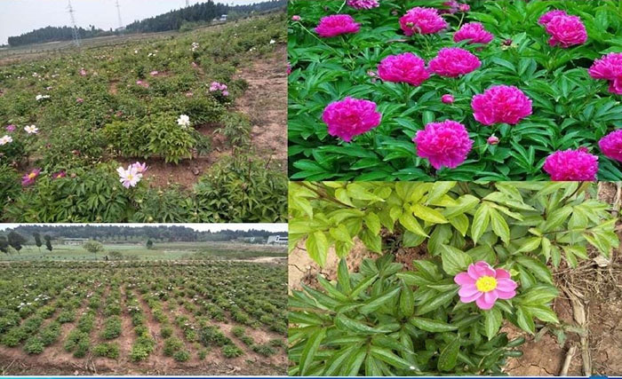 白芍基地